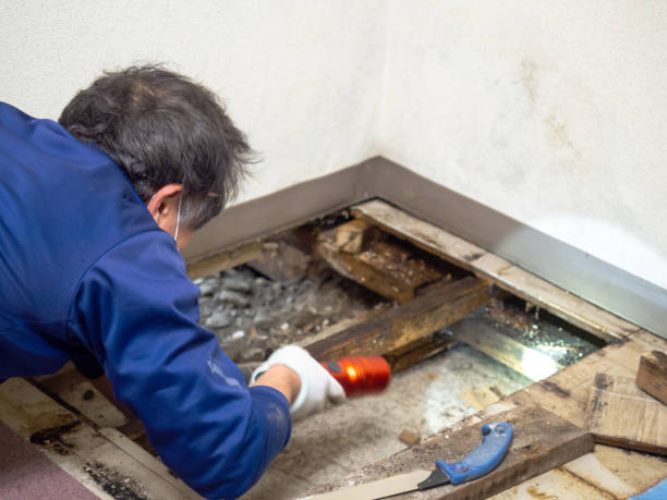 Best Professional Mold Removal  in Lochmoor Waterway Estates, FL