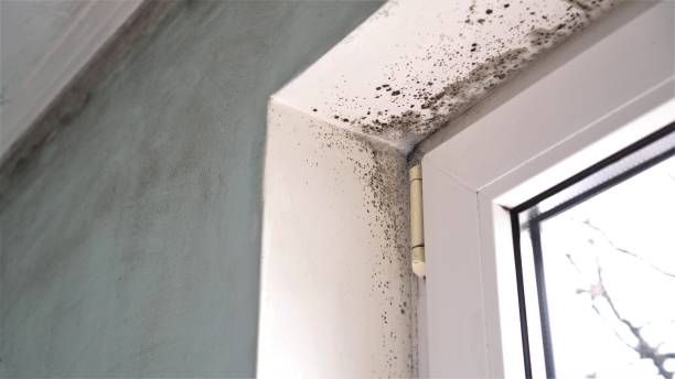 Best Same-Day Mold Removal  in Lochmoor Waterway Estates, FL