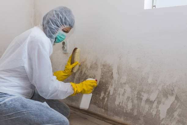 Best Commercial Mold Removal  in Lochmoor Waterway Estates, FL