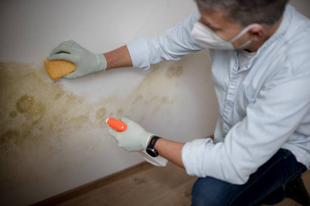 Best Mold Removal Company Near Me  in Lochmoor Waterway Estates, FL