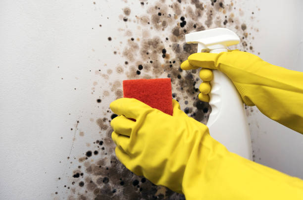 Best Residential Mold Removal  in Lochmoor Waterway Estates, FL