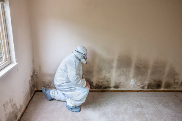 Best Attic Mold Removal  in Lochmoor Waterway Estates, FL