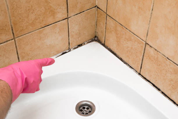 Best Mold Testing  in Lochmoor Waterway Estates, FL